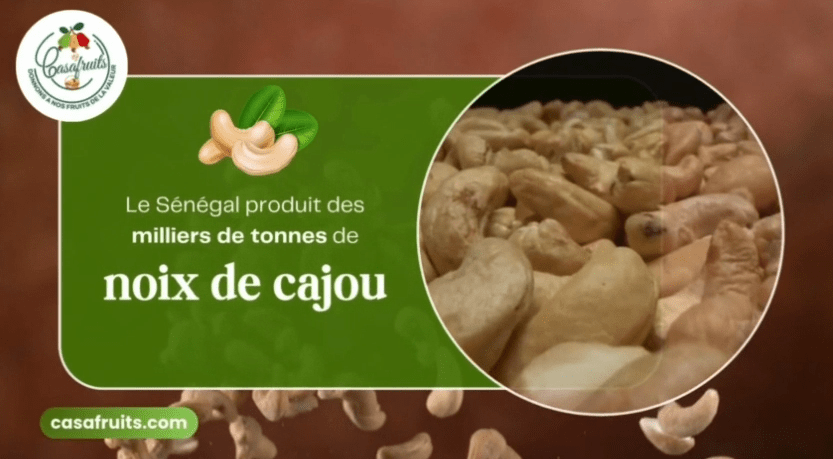 Transformation de noix de cajou : des Sénégalais de la diaspora veulent lancer la plus grande usine en Casamance